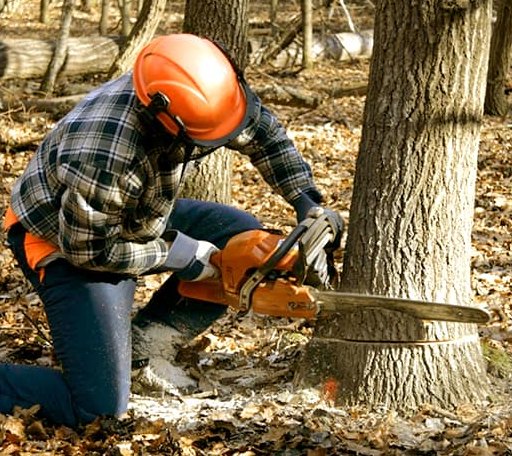Tree Removal in Springer, OK